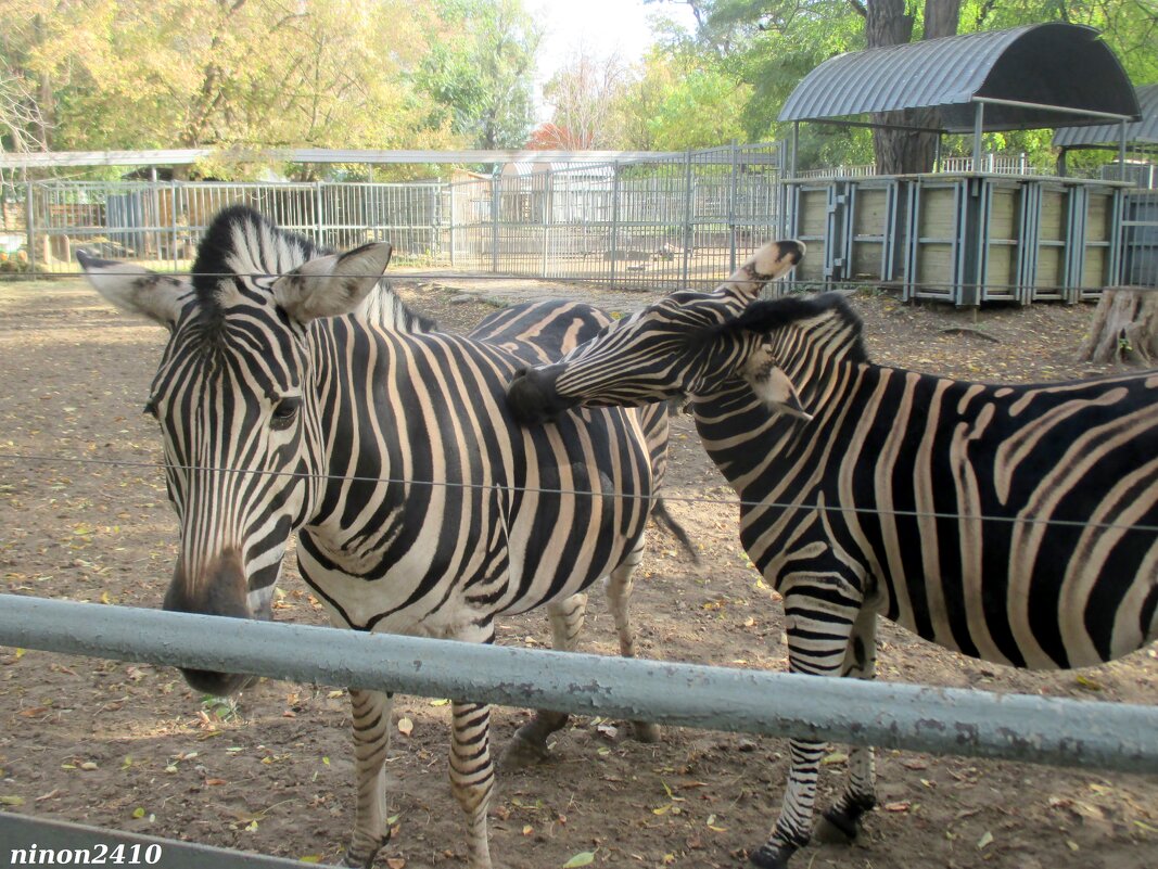 Зебры в ростовском зоопарке - Нина Бутко