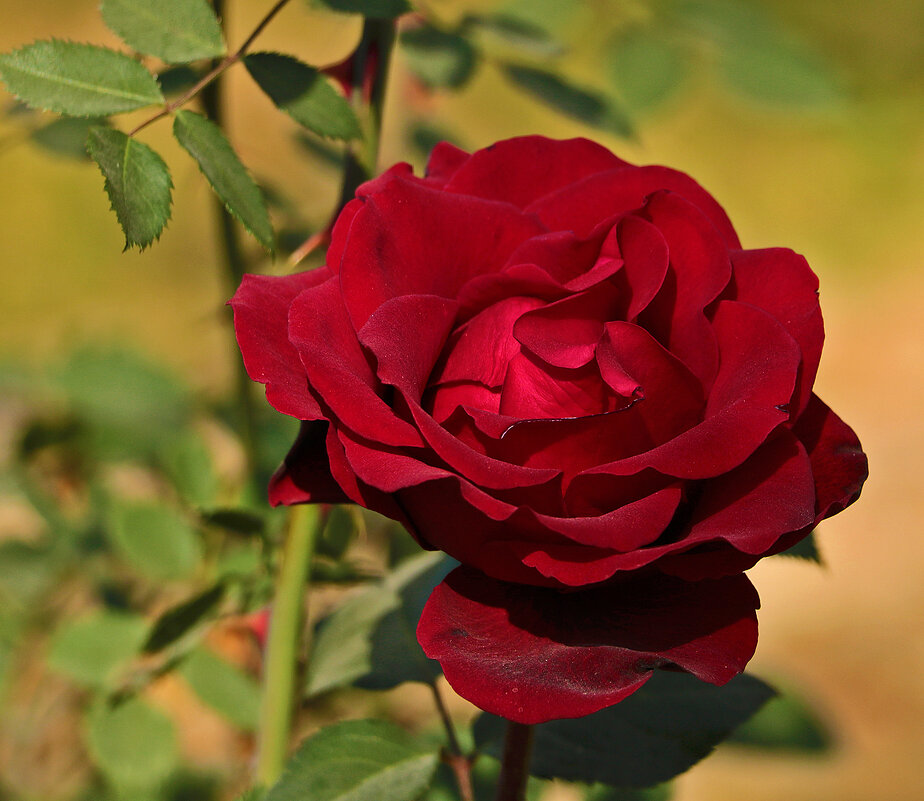 Поздняя роза - Светлана 
