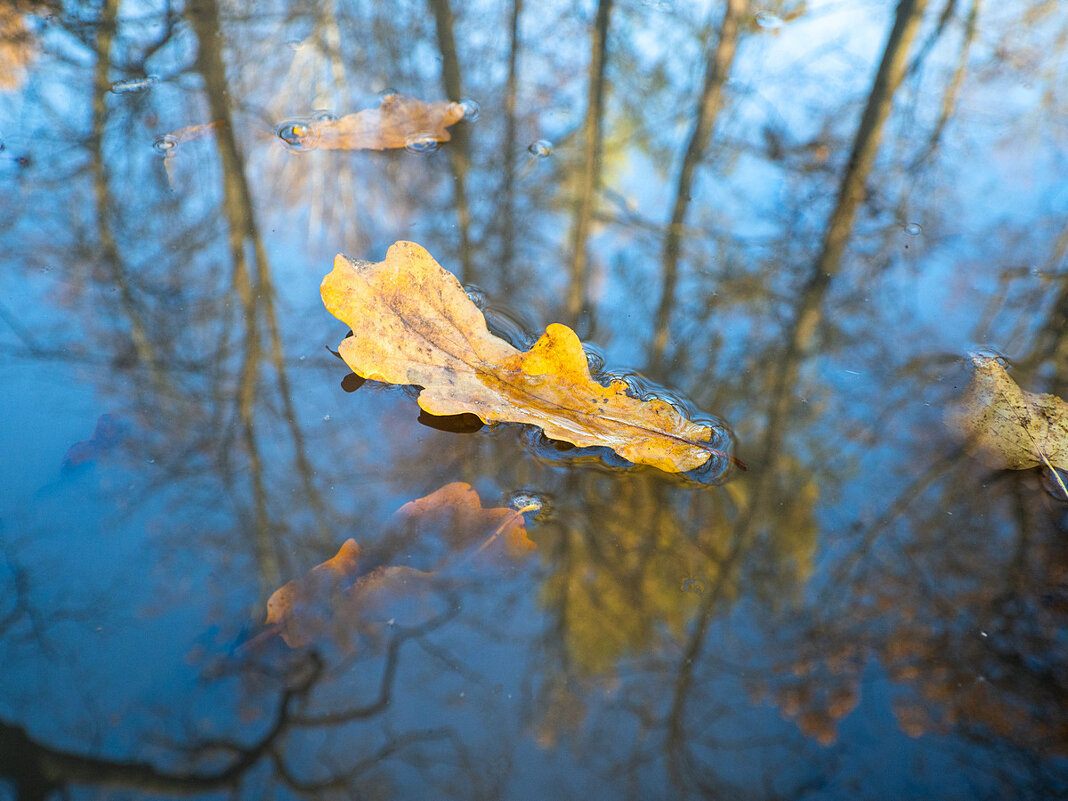 Осенний лист - Майя Жинкина