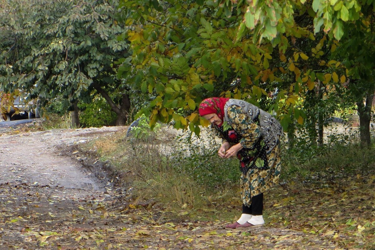 В моём краю сезон грецкого ореха и среди опавших листьев их приходится искать... - Татьяна Смоляниченко