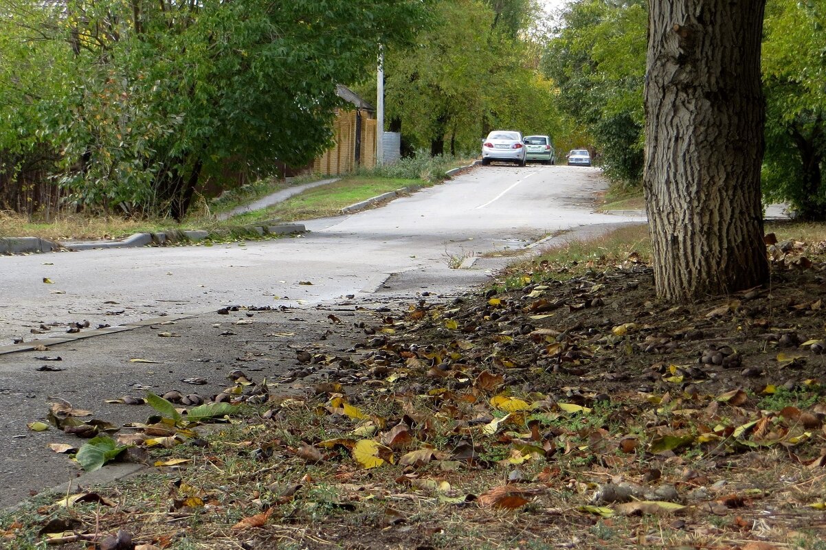В период созревания грецкие орехи падают с дерева на тротуар и на дорогу... - Татьяна Смоляниченко