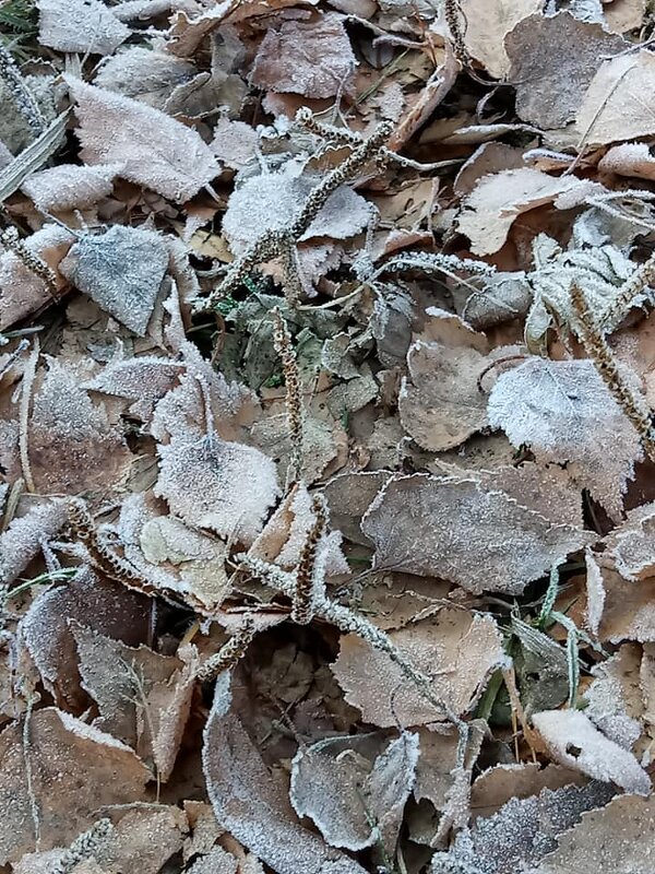 Ноябрь. Замерзшие листья. - Борис 