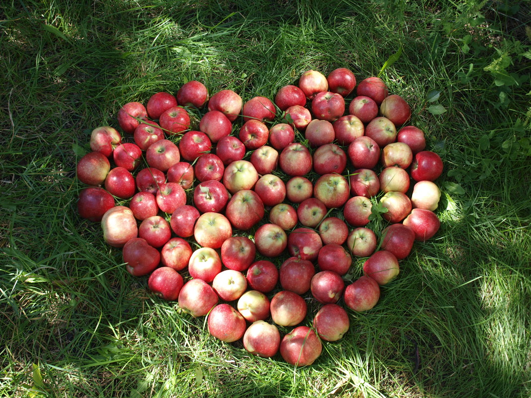 Яблочная любовь - Алексей Харин