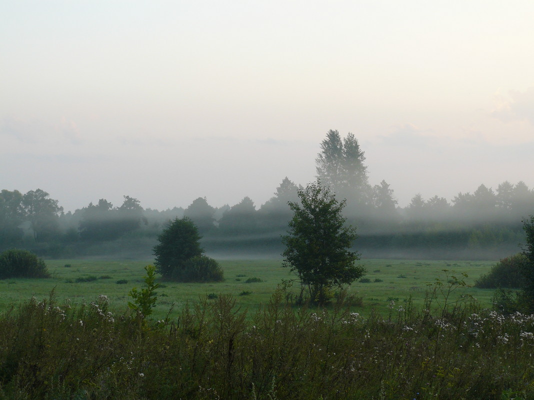 туман,утро - светлана 