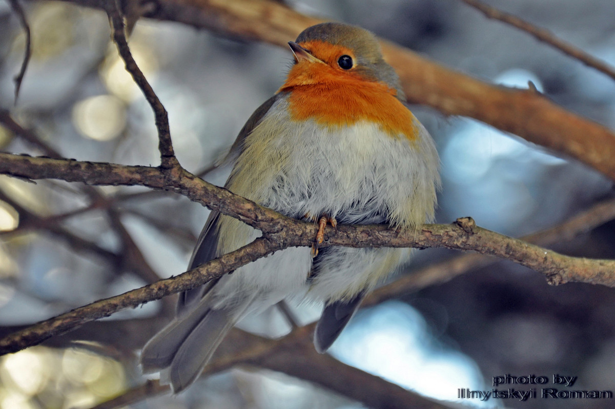 Wonderful Robin - Roman Ilnytskyi