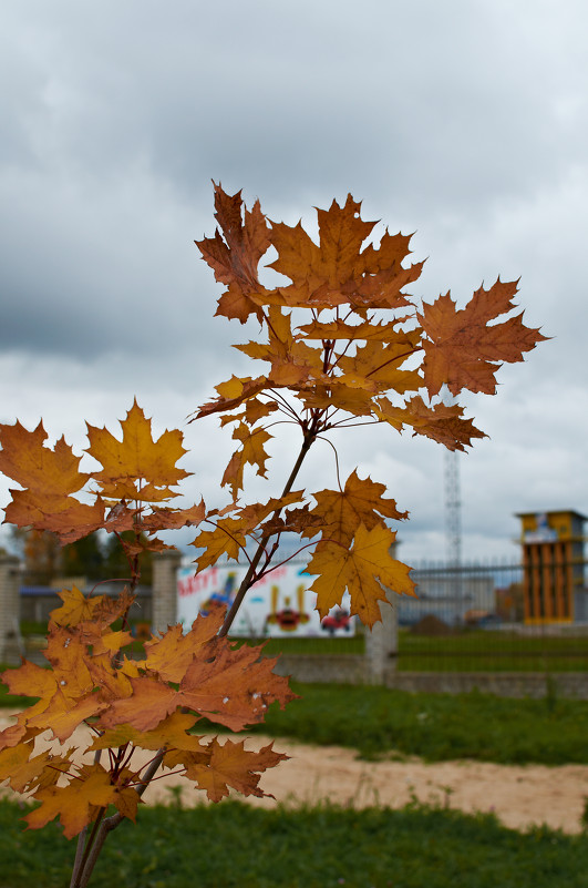 осень в городе - Натали Зимина