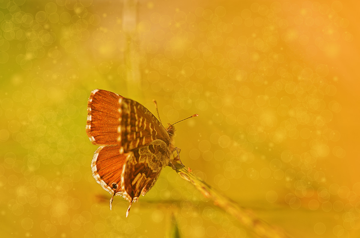 Butterfly Fantasy... - Лариса Н