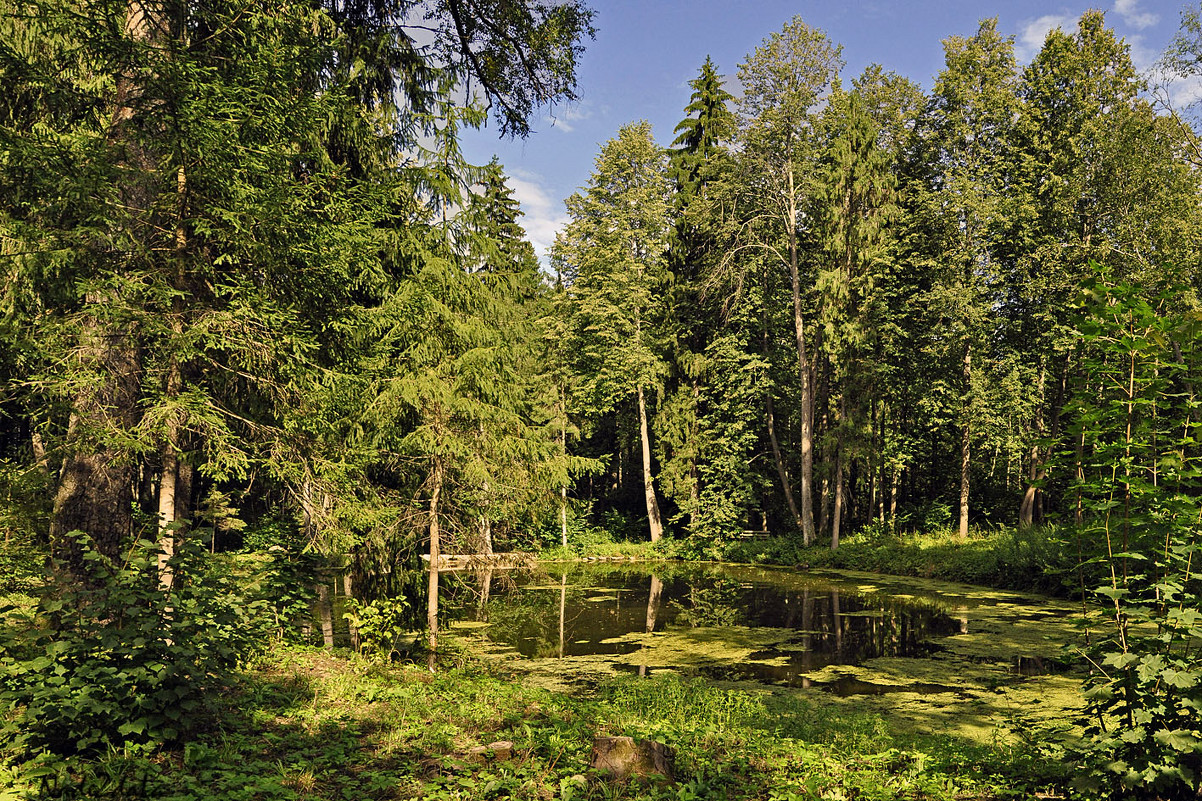 Лесной пруд - Надежда Лаптева