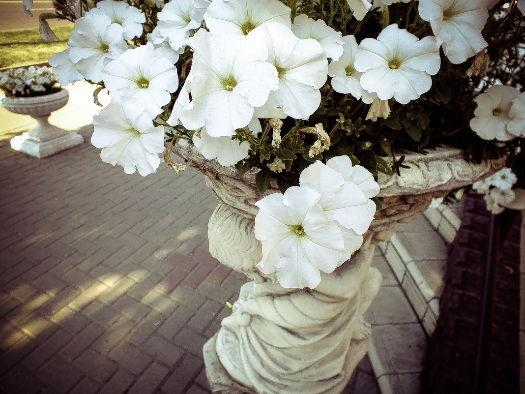 Городские цветы - Дарья Яковлева