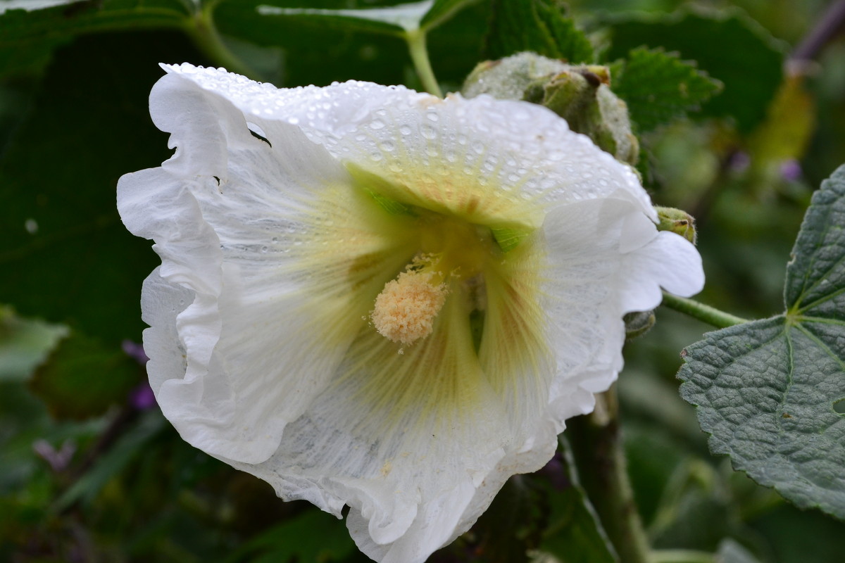 Белый цветок - Марина 