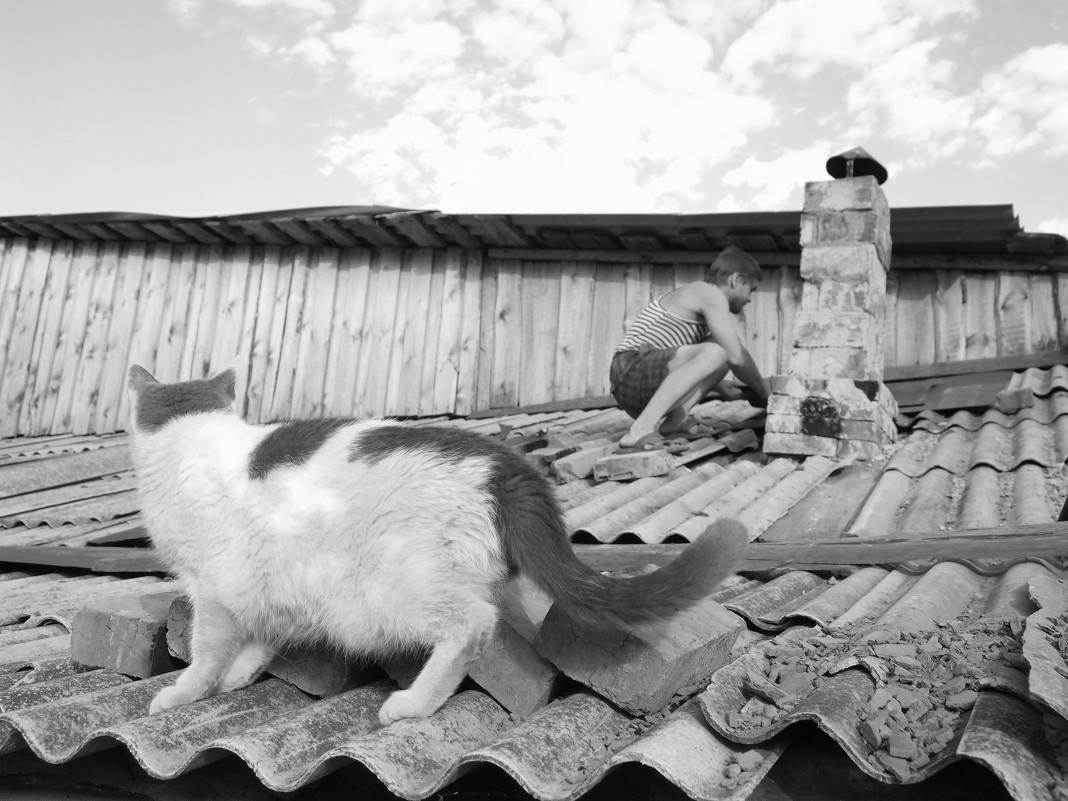 Мужчина и кот на крыше - Екатерина Богомолова