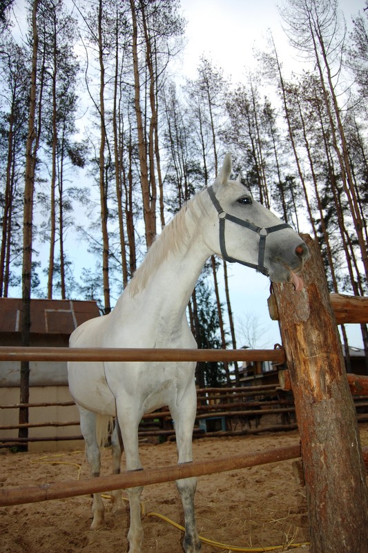 Лошадь - Valeriya 
