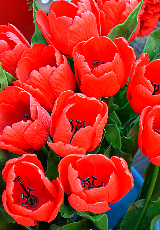 «Просто красные тюльпаны» - Александр NIK-UZ