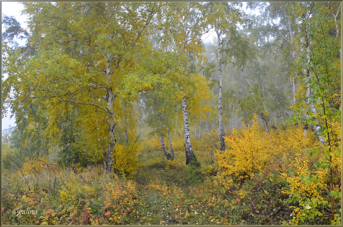 Осенний лес укроет дымкой белою туман. - galina tihonova