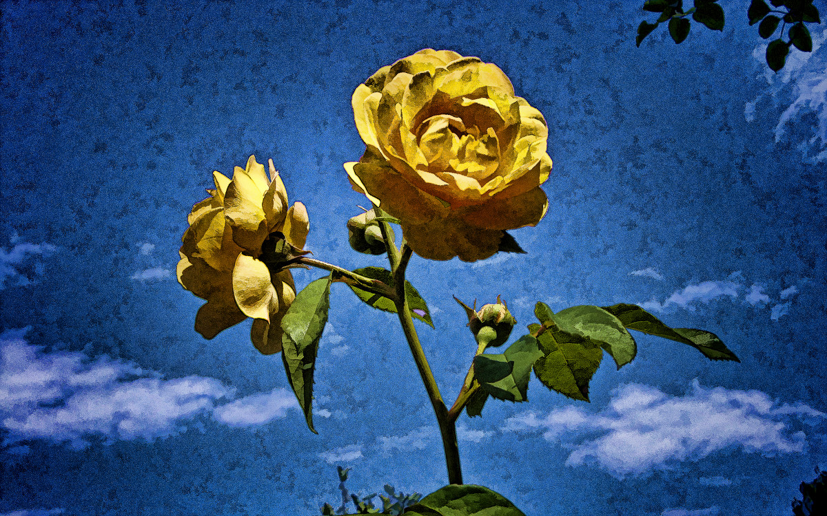 Цветы и Небо - Alexander Smirnoff