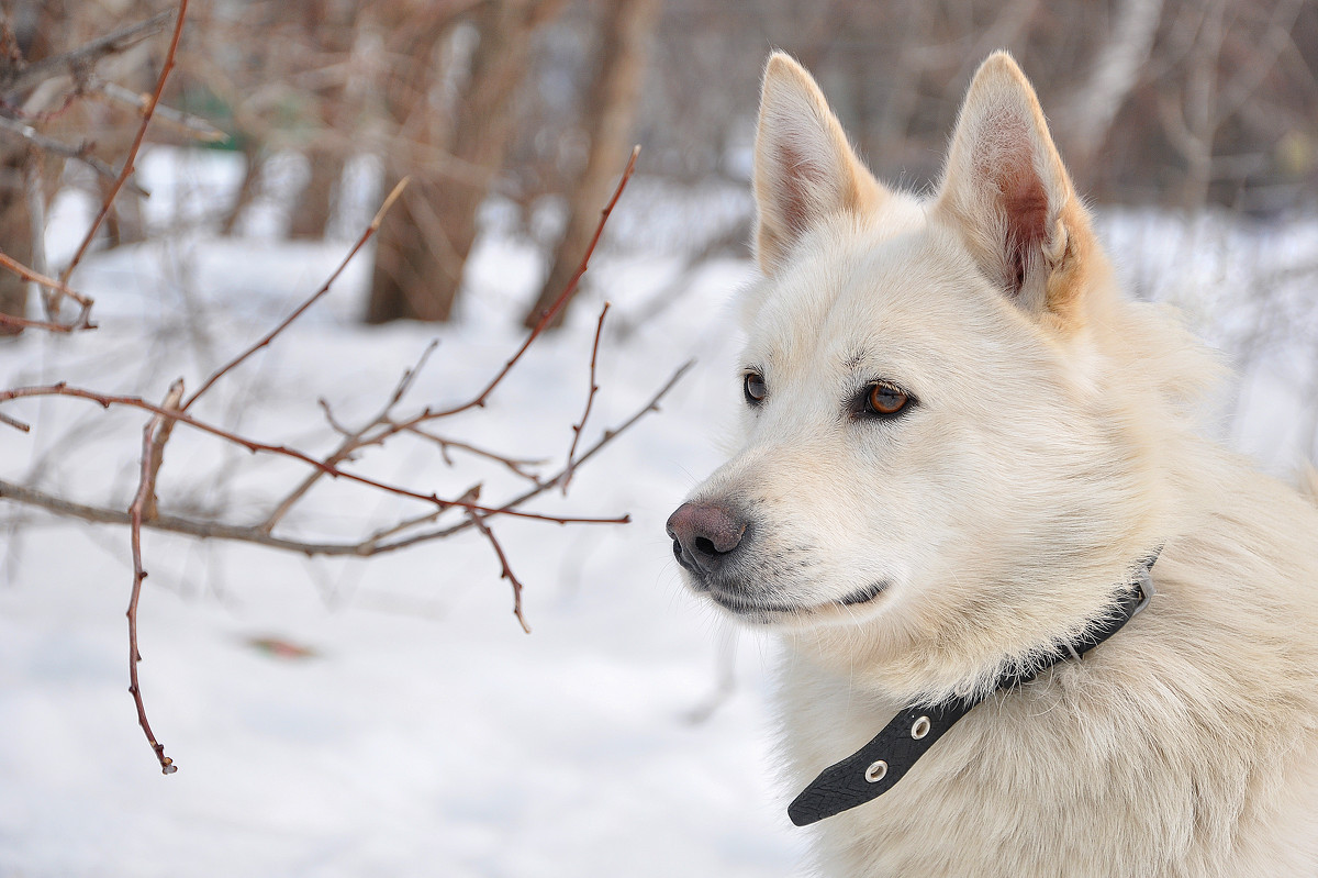 Белый волк - Asya Piskunova
