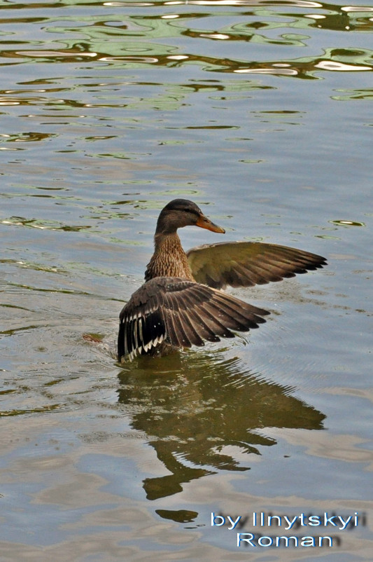 The duck - Roman Ilnytskyi