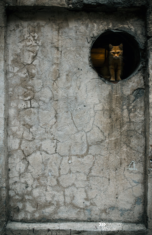 Кот в дыре - Dmitry Umnov