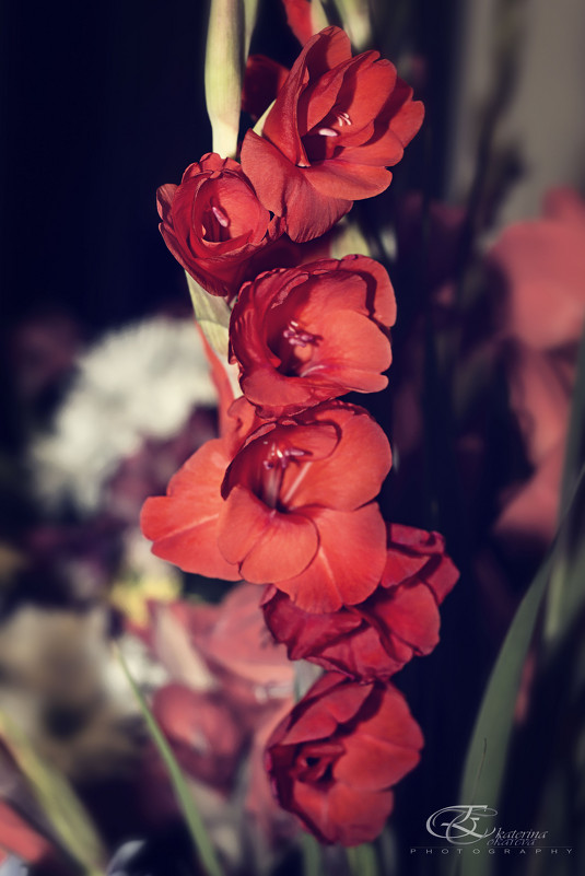 Flowers - Katerina Tokareva