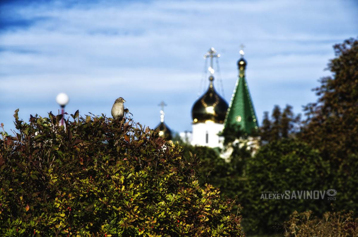 В раздумьях. - AlSa 