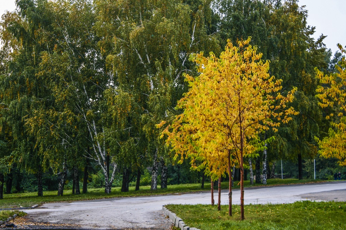 В парке - Аркадий Медников