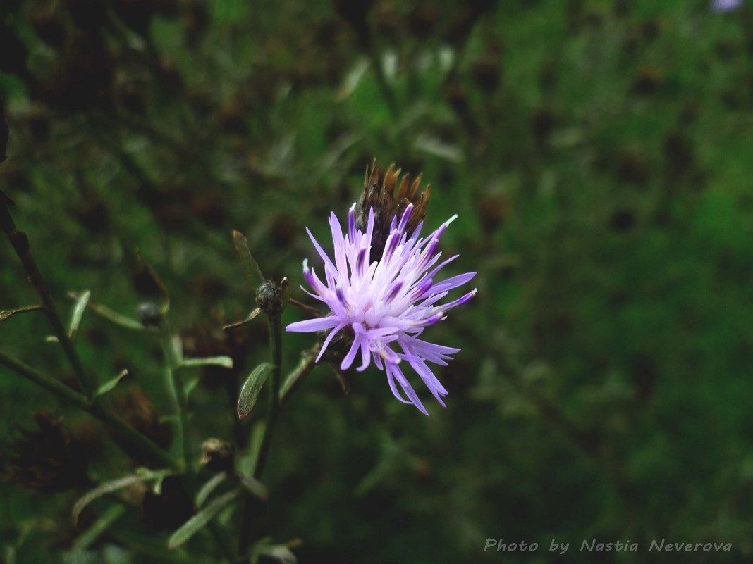 Полевой цветок - Настя Неверова