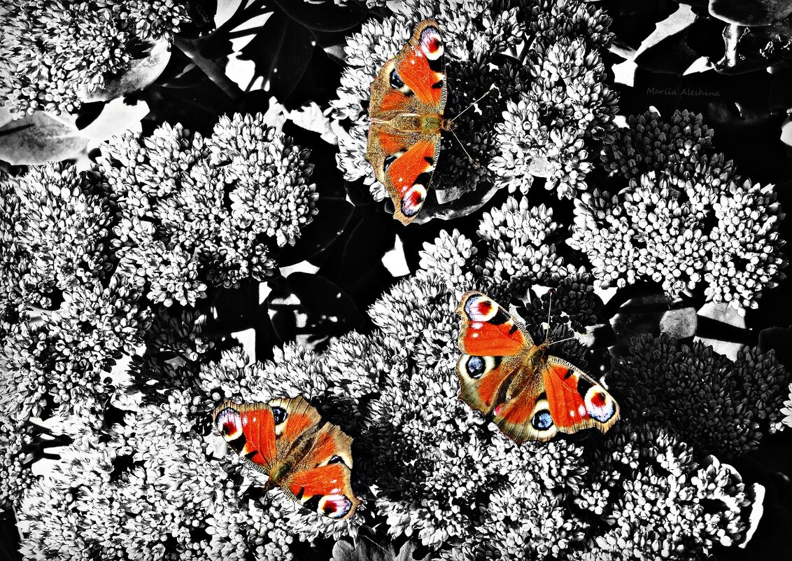Бабочки - Мария Алешина