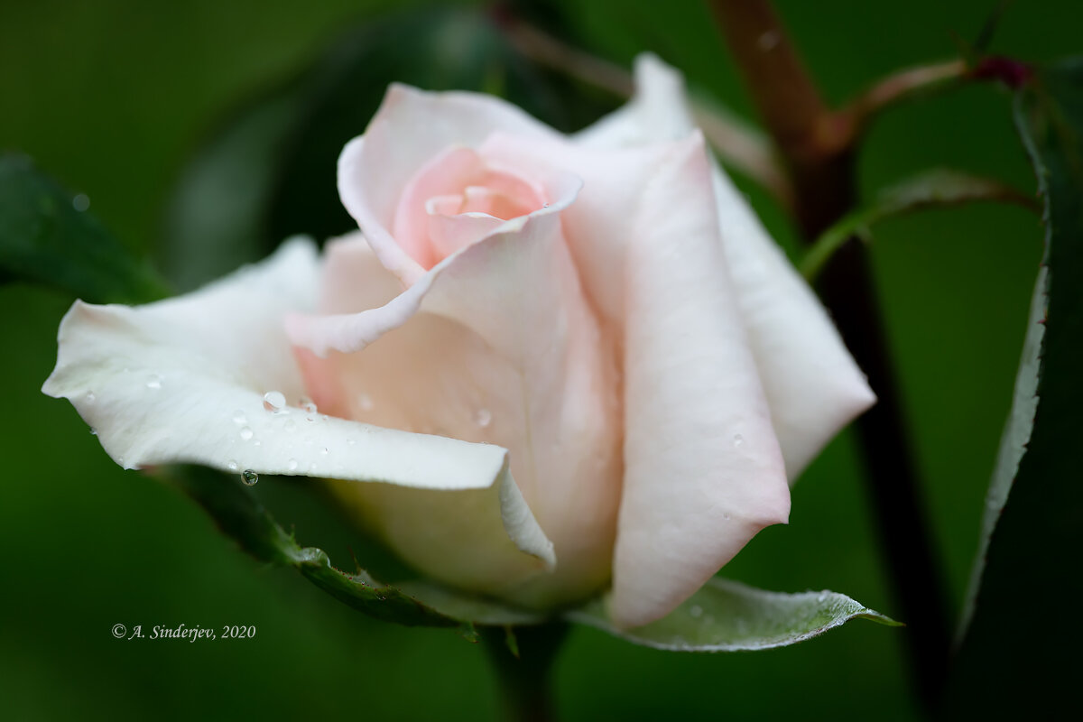 Белая роза после дождя - Александр Синдерёв