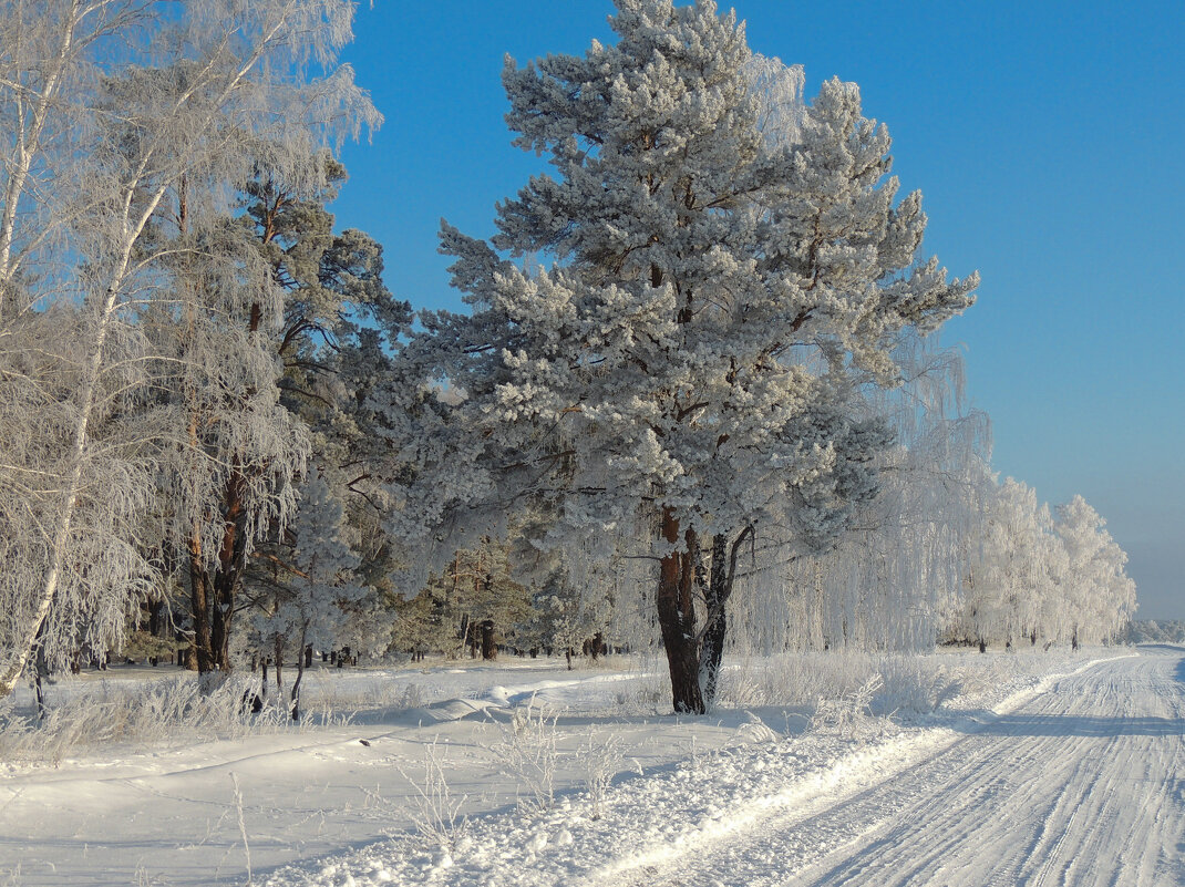 В зимнем лесу - Светлана Медведева 