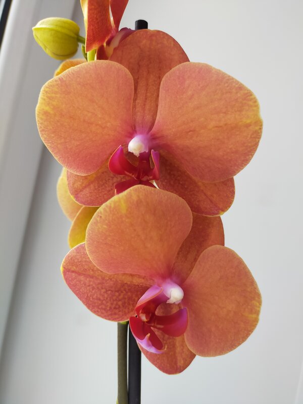Одна из моих красавиц. Орхидея. - Yulia Raspopova