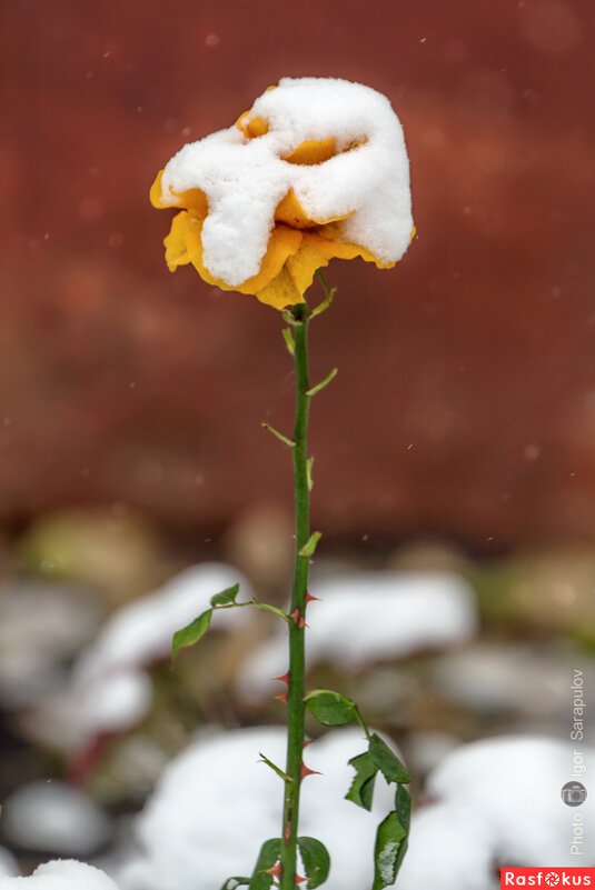 Жёлтая роза, что с тобой сделал снег и морозы... - Игорь Сарапулов