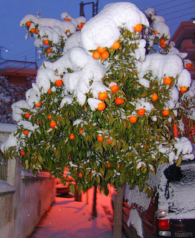 В Афинах редкость снег! (2008 год - Оля Богданович