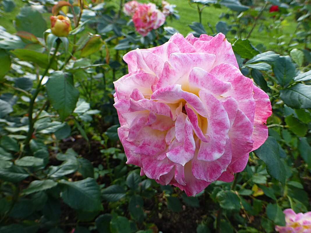 Как нежно розы расцвели порой осенней - Лидия Бусурина