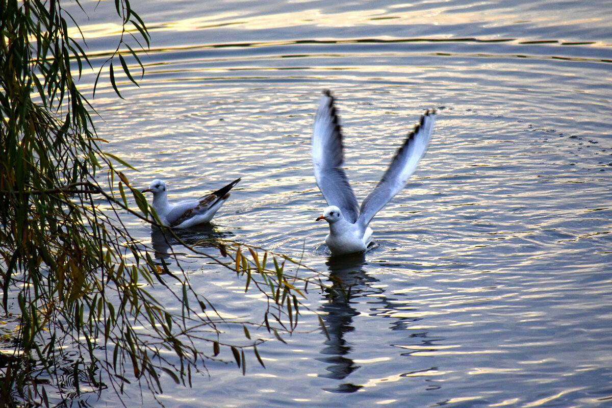 Озерные чайки - Nina Streapan