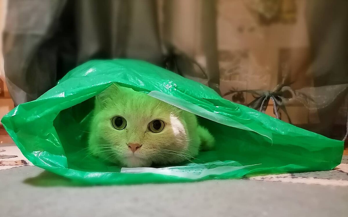 Пакетированный кот - Лана МП