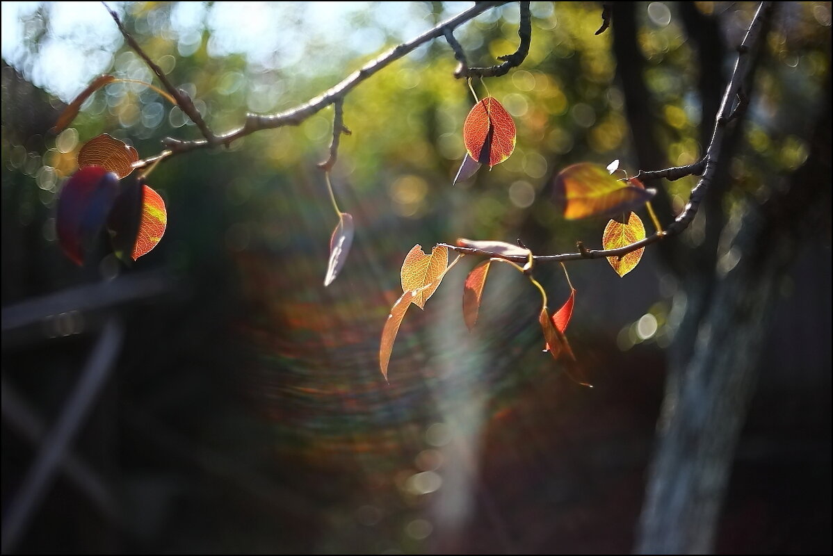 Осенние листья - Владимир Стаценко