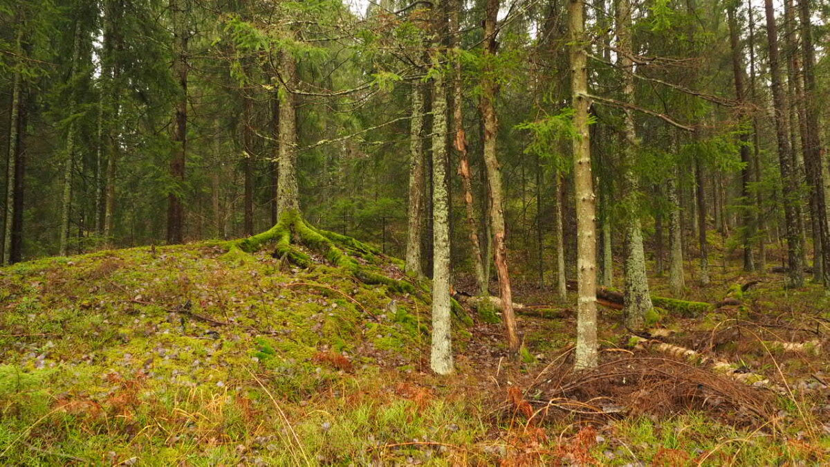 Бархатные корни скандинавского леса - wea *
