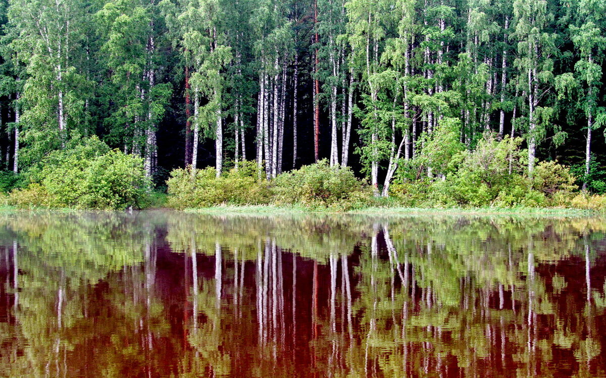 Берёзовые берега - Ольга Елисеева