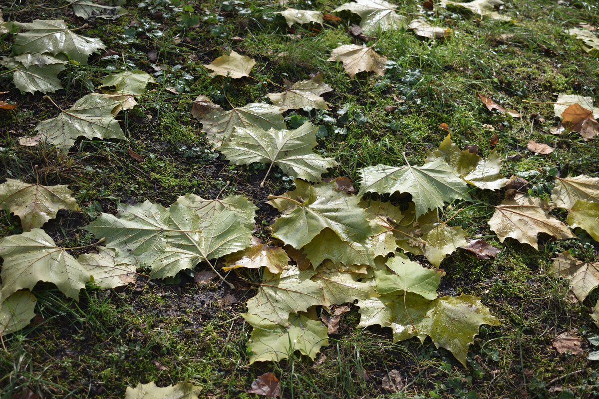 Осенние листья - Gera 