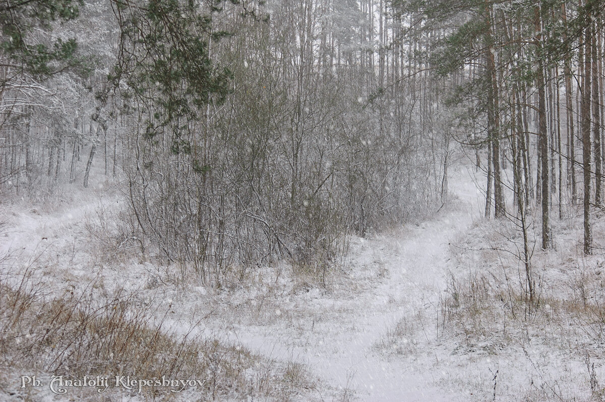 Снегопад в лесу. 22.11.2020 - Анатолий Клепешнёв