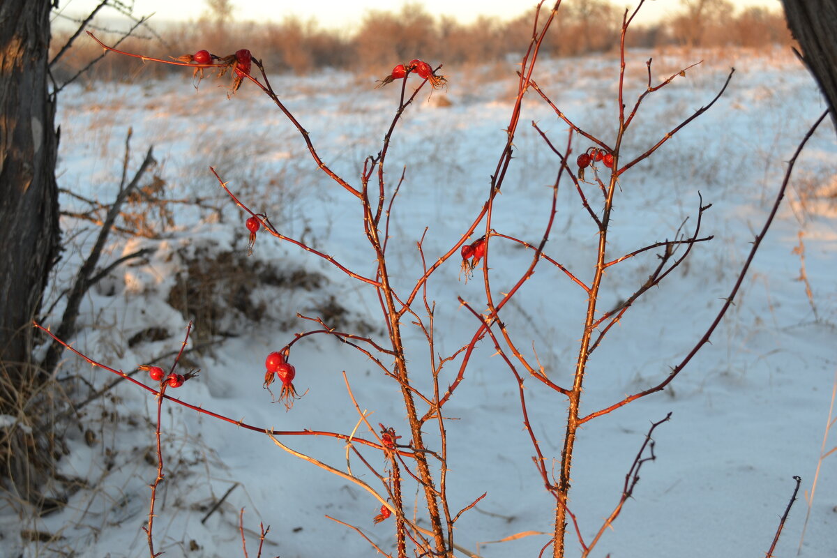 Снежные ягоды... - Андрей Хлопонин