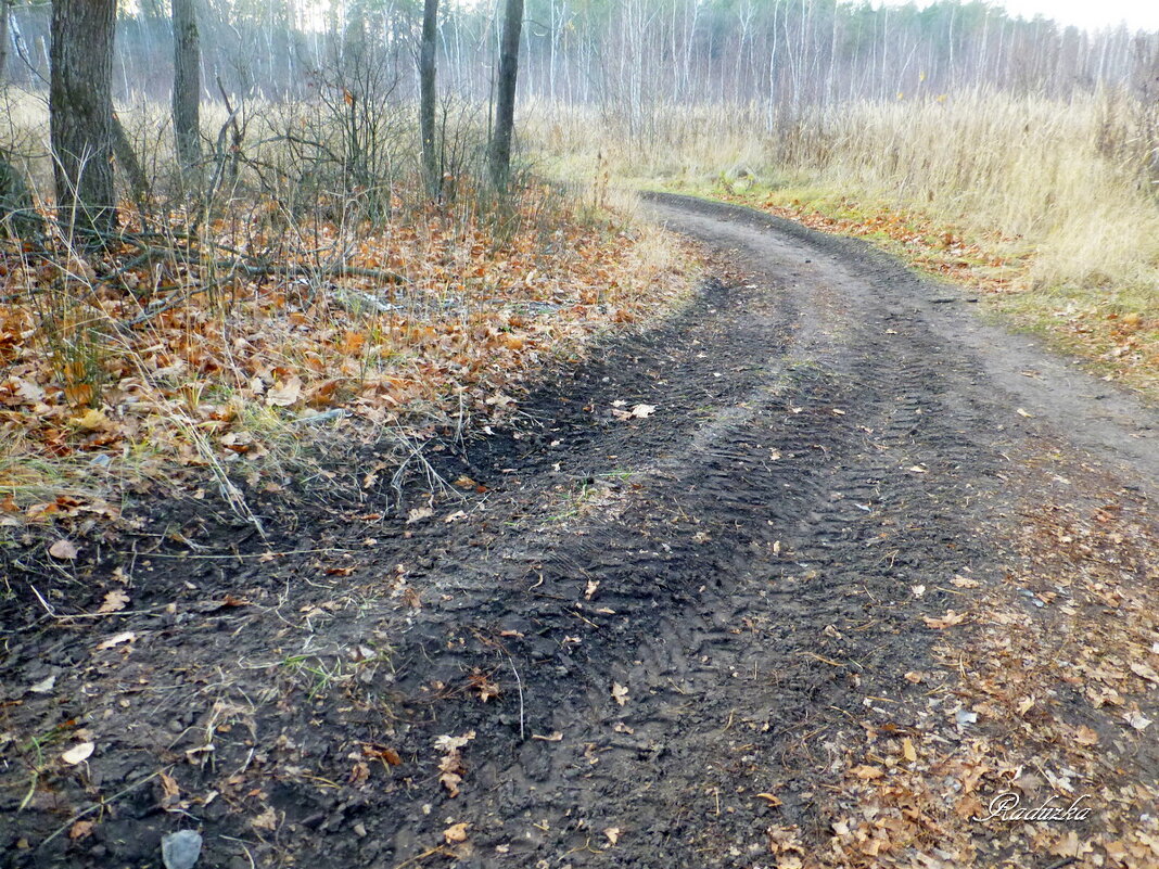 Все дороги и тропинки ведут в лес - Raduzka (Надежда Веркина)