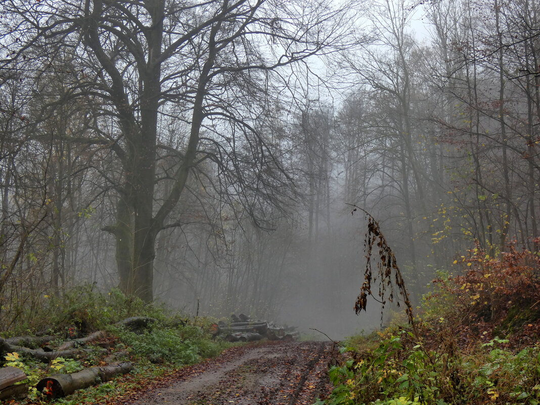 Туман в лесу - Heinz Thorns