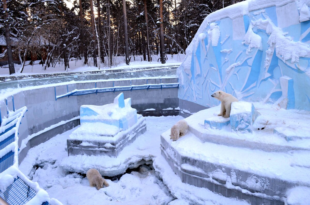 Белые медведи. Новосибирский зоопарк - Вера Андреева