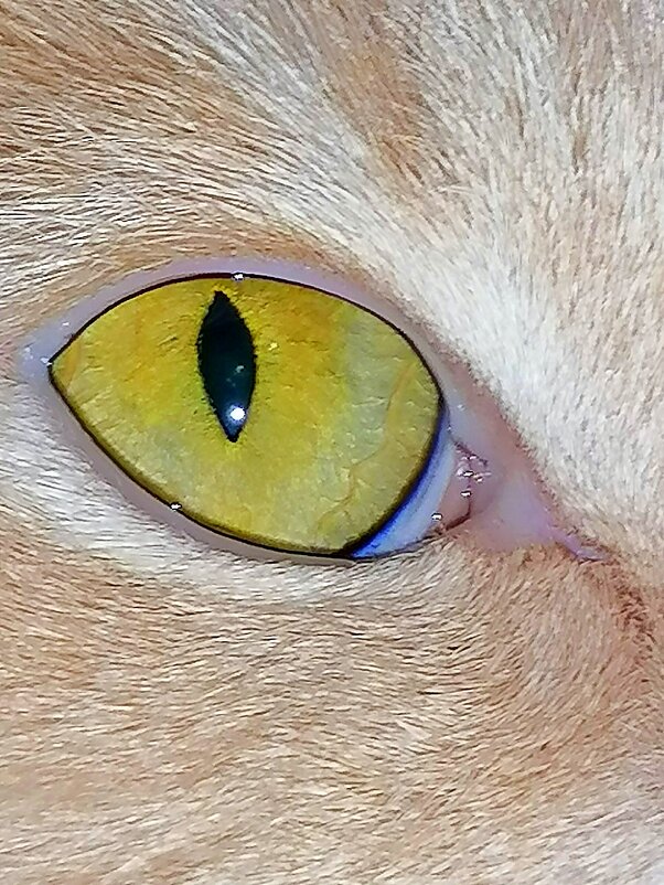 Кошачий глаз - Лана МП
