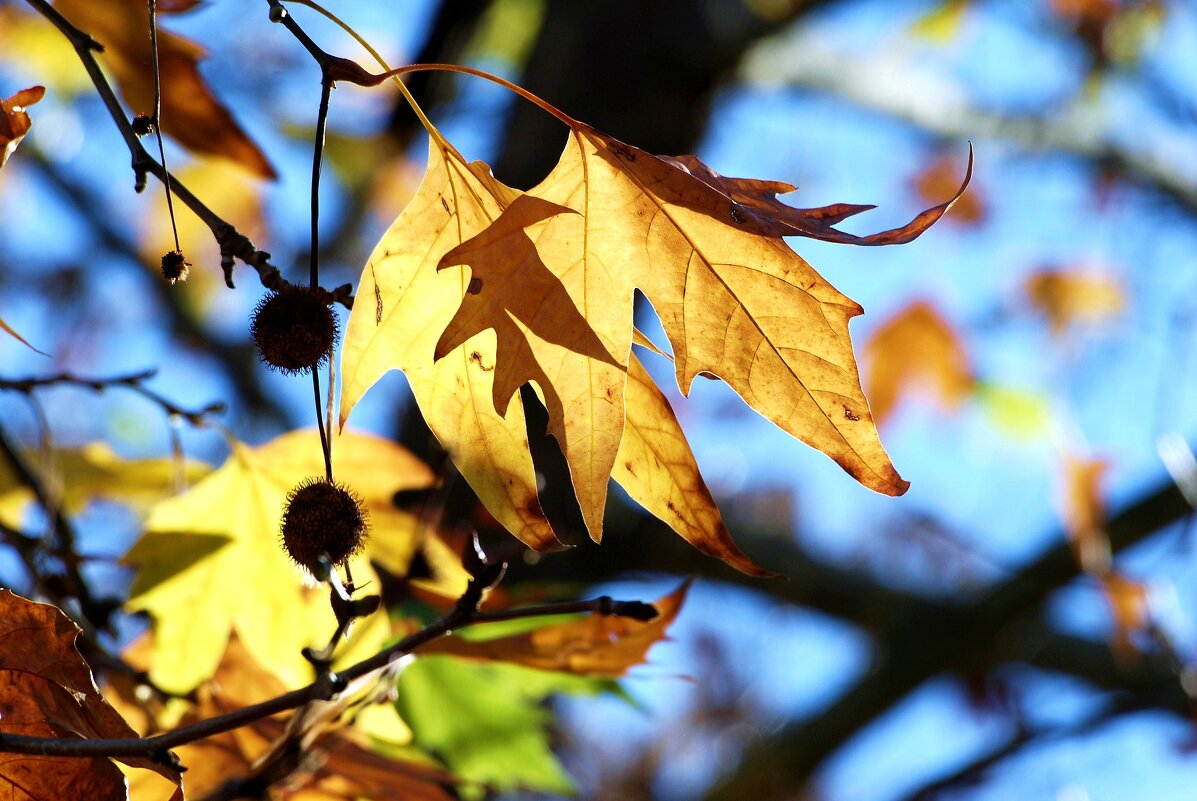 Листья жёлтые - Ольга (crim41evp)