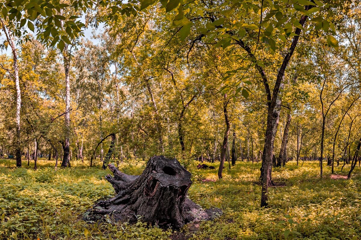 Осень - SanSan 