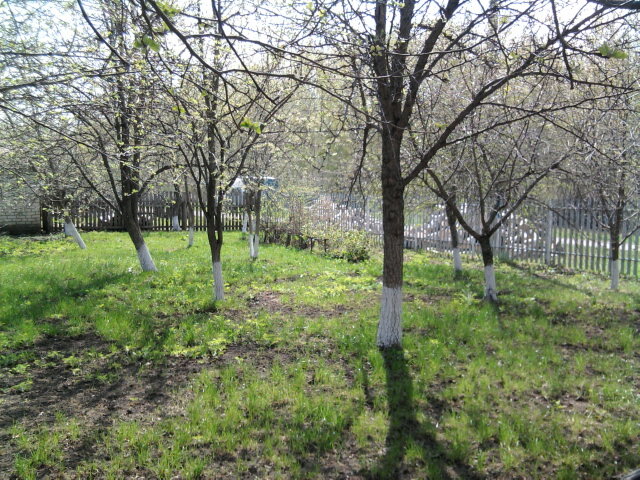 весна в моём саду - Тамара Никитина
