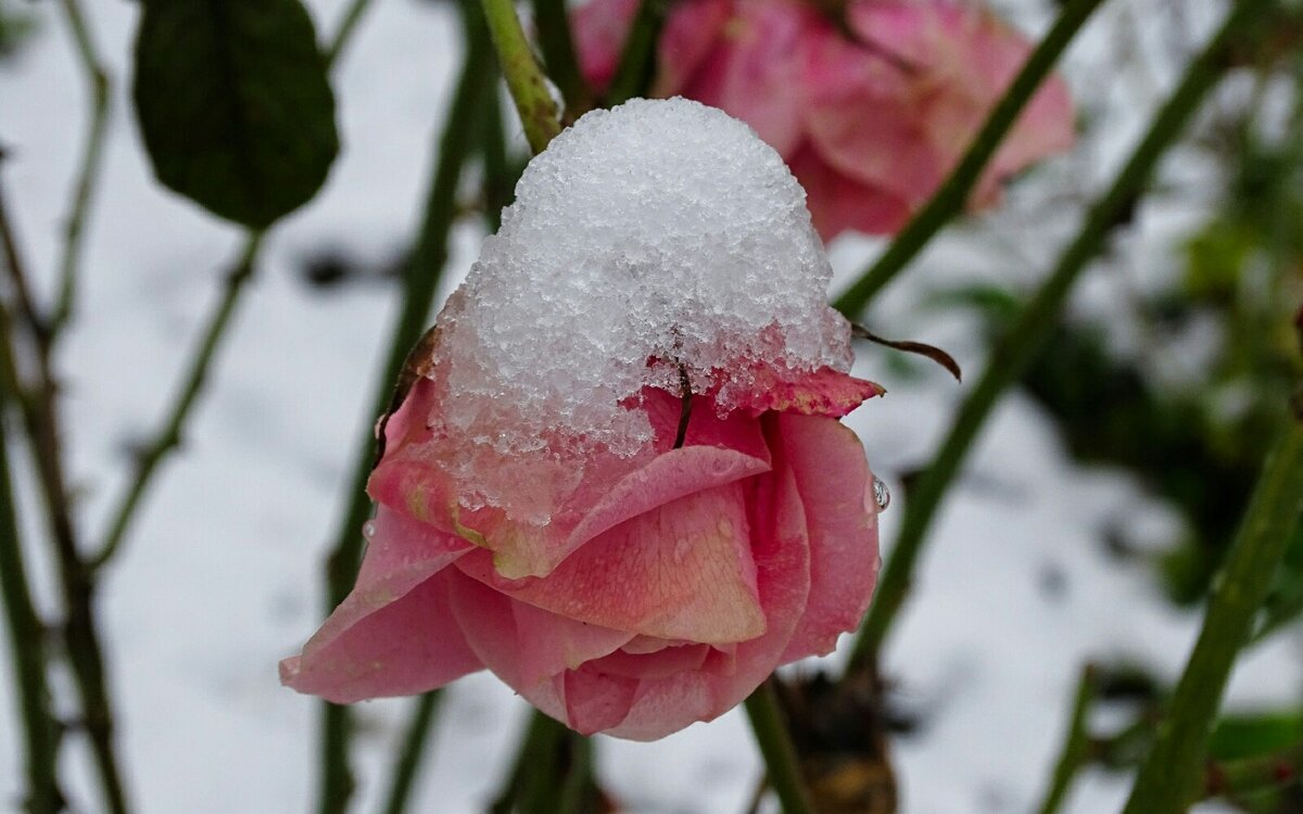 Роза под снегом. - Милешкин Владимир Алексеевич 