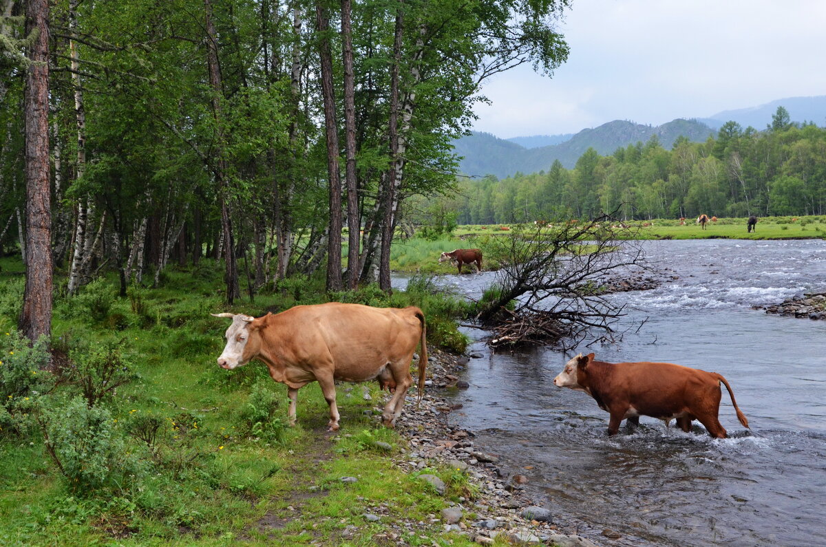 Коровы переходят речку - Галина 
